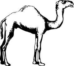 Eh, some looked shopped and some don't even meet the definition of the term camel toe. 58 Camel Clip Art Free Public Domain Vectors