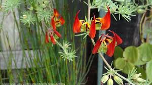 Also, read and support the amazonian effect at. 2015 7 Other Flowers Mendocino Coast Botanical Gardens California