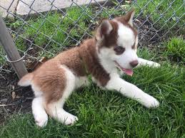 Finding a red husky puppy. Meet Floki Our Boys 8 Week Old Red Siberian Husky Puppy Aww