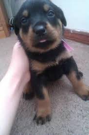 3 male akc rottweiler puppies left. Rottweiler Puppies Pets And Animals For Sale Michigan