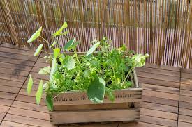 Die Besten Pflanzgefasse Fur Den Selbstversorger Balkon Pflanzen Balkon Ideen Und Garten