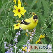 Pin On Birds
