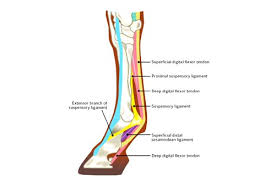 An injured leg being prepared for an ultrasound scan. Suspensory Ligament Injuries In Horses Causes Signs And Treatment