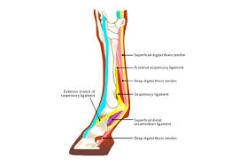 Ligaments and tendons are both made up of fibrous connective tissue, but that's about where the similarity ends. Suspensory Ligament Injuries In Horses Causes Signs And Treatment