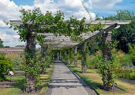 Over time, lack of proper support will cause the wisteria to collapse and grow over anything in its path. Pergola Wikipedia