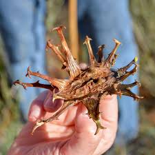 Image result for Harpagophytum zeyheri