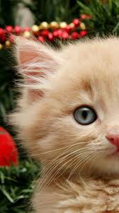 Funny Christmas Cat Hd Wallpaper Iphone Christmas Cat Phone Background 1080x1920 Download Hd Wallpaper Wallpapertip Download all photos and use them even for commercial projects. funny christmas cat hd wallpaper iphone