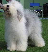 Dulux dog price in sri lanka. Dulux Wikipedia