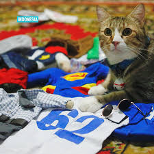 How to turn a 2d picture into a 3d model for a cnc machine. Cat In Cosplay Costumes Cgtn
