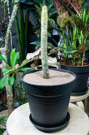 How To Start Plumeria Frangipani Indoors Part3 5 Plumeria Flowers Indoor Plumeria Plumeria Care