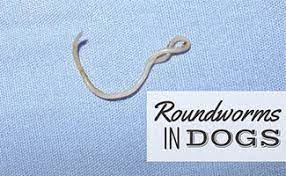 Roundworms In Dogs Symptoms Treatment Prevention Caninejournal Com