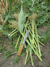 The Farmers Museum Broom Corn Harvest Broom Corn Gardening For Dummies Gardening Zones