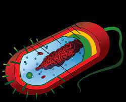Stanford S Computational Cell Model Lets Scientists Experiment Virtually Prokaryotic Cell Cell Model Prokaryotes