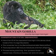 Mountain Gorilla Conservation Status Downgraded In July 2018 From Critically Endangered To Endangered Mountain Gorilla Gorilla Primates