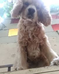 O Sallanan Kuyrugunu Yerim Senin Cockerspaniel Funny Cutedogsofinstagram Cutedog Dogs Princess Prenses Cockerspanielso Pet O I Love Dogs Cute Dogs