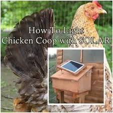 How To Light A Chicken Coop With Solar Lighting Off The Grid Homesteading Urban Chicken Farming Chickens Backyard Chicken Coop
