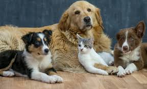 Maybe you would like to learn more about one of these? Top 5 Reaspons To Adopt From An Animal Shelter Pack Leaders Atl Dog Walking Cat Care And Pet Sitting Services