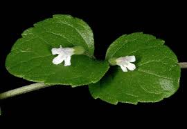 Image result for Clinopodium