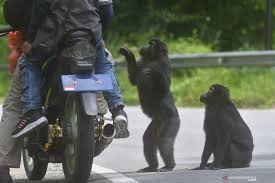 Seorang pria malaysia menemukan swafoto dan swavideo monyet di ponselnya yang sempat hilang, sehari setelah mendapatkannya kembali di hutan belakang rumahnya. Dokter Hewan Pengidap Pertama Virus Monyet Di China Meninggal Antara News
