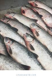 Wild Alaska Salmon Delivered Fresh Not Frozen Smoked Salmon Kingsalmonfishing Wild Alaska Salmon Alaska Salmon Sockeye Salmon