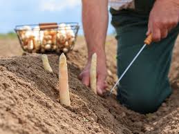 Eigenen spargel im garten zu haben ist schon etwas ganz besonderes. Weissen Spargel Ernten Tipps Und Tricks Zu Zeitpunkt Erntetechnik