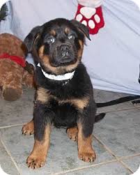 It's also free to list your available puppies and litters on our site. West Chicago Il Rottweiler Meet Paprika A Pet For Adoption