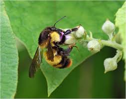 Image result for Bombus semenoviellus