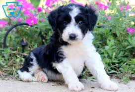 Why buy a border collie puppy for sale if you can adopt and save a life? Parker Bordoodle Puppy For Sale Keystone Puppies Bordoodle Puppies Puppies For Sale