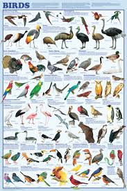 Printable Bird Classification Chart Bird Poster