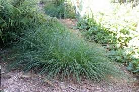 Image result for Carex