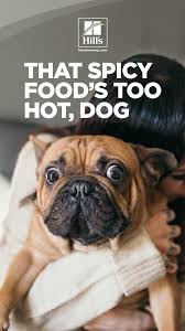 Can Dogs Eat Spicy Food Hill S Pet Spicy Recipes Can Dogs Eat Dog Nutrition