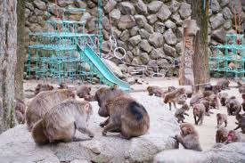 Takasakiyama Natural Zoological Garden｜Attractions｜Visit Oita - The  Official Tourism Website of Oita,Kyushu,Japan