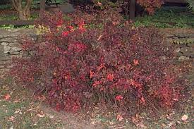 Image result for Spiraea bumalda