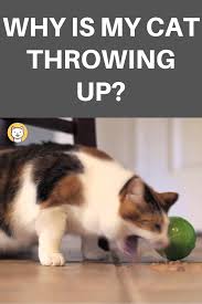 Why Is My Cat Throwing Up Reasons You May Now Know Cat Throwing Up Pet Care Cats Cats