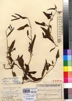 Image result for Ipomoea lapathifolia