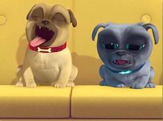 On a journey of quality of life and well being, bingo, molly and bongo are chosen partners in this life at this time. Bingo And Rolly On Couch Puzzle Puppy Dog Pals Games