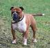 Royalty Leavitt Bulldogs - Home | Facebook