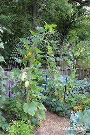 The florence arbor offers a beautiful swoop arch design to add a graceful accent to your yard, garden or pathway. Cattle Panel Trellis How To Build A Diy Vegetable Garden Arch