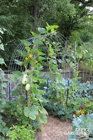 Read garden trellis company's guide for advice. Cattle Panel Trellis How To Build A Diy Vegetable Garden Arch