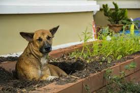 Cover the balloon with a layer of dirt, just enough to hold it in place. Why Do Dogs Dig Holes And Lay In Them Patchpuppy Com