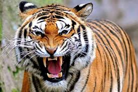 Harimau malaya is the national team of malaysia and is controlled by the football association of malaysia (fam). Harimau Malaya 950x594 Wallpaper Teahub Io