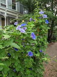 Image result for Ipomoea nil