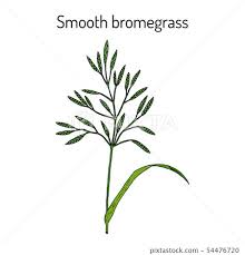 Image result for Bromus  inermis