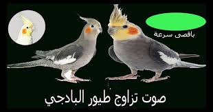 هي اللوز و النيجر و القمبز مع بذور. ØªØ²Ø§ÙˆØ¬ Ø§Ù„Ø«Ø¹Ù„Ø¨ Ù…Ø¹ Ø§Ù„Ø·ÙŠÙˆØ± Ø¨ÙŠØ·Ø±ÙŠ ÙŠØ­Ø°Ø± Ù…Ù† ØªØ²Ø§ÙˆØ¬ Ø³Ù„Ø§Ù„Ø§Øª Ø§Ù„Ø·ÙŠÙˆØ± Ø§Ù„ØªØ±ÙƒÙŠØ© ÙˆØ§Ù„Ø¥ÙŠØ±Ø§Ù†ÙŠØ© Ù…Ø¹ Ø¯Ø¬Ø§Ø¬Ø© Ø°Ø§Øª Ù„ÙˆÙ† Ø£Ø³ÙˆØ¯ Ù…Ø¹ Ø¯ÙŠÙƒ Ø°Ùˆ Ù„ÙˆÙ† Ø£Ø¨ÙŠØ¶ ÙÙ†Ø­ØµÙ„ Ø¹Ù„Ù‰ Ø¬ÙŠÙ„ F1 ÙŠØªÙƒÙˆÙ† Ù…Ù† Ø£ÙØ±Ø§Ø¯