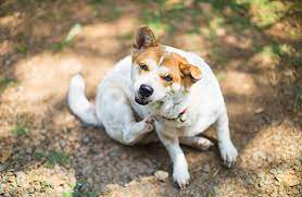 Reasons Your Dog Is Itching Despite Medication Zoetis Petcare