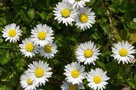 We did not find results for: Interesting Meaning And Symbolism Of Daisy Flower And Color Daisy Flower Meaning And Symbolism