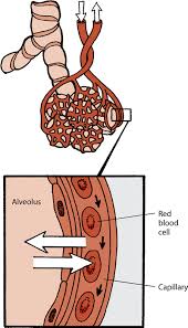 Lung cancer begins in the lungs and may spread to lymph nodes or other organs in the body, such as the brain. Introduction To Lung And Airway Disorders Of Cats Cat Owners Merck Veterinary Manual