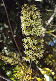 Image result for Combretum pisoniiflorum