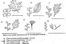 Dichotomous Keys Activity 7 Leaf Tree Id Key Review In Plants Category Tree Id Dichotomous Key Tree