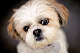 Why buy a shih tzu puppy for sale if you can adopt and save a life? Shih Tzu Dog Breed Information Characteristics Daily Paws